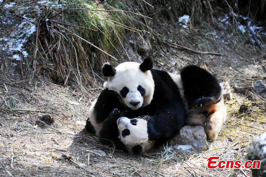 Release Panda in the wild