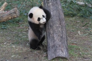 Bei Bei goes outside for the first time