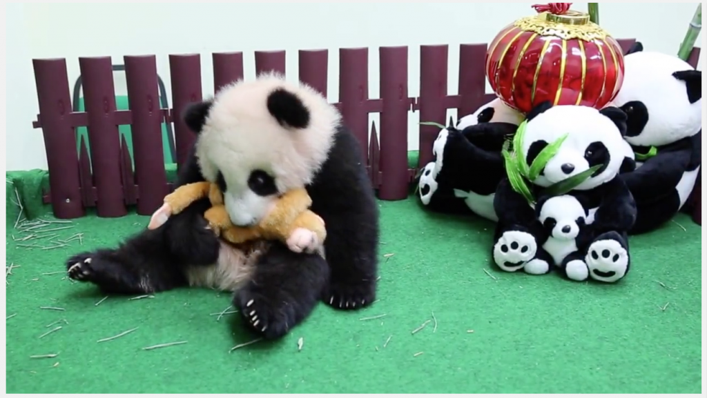 Malay Panda Cub MONKEY