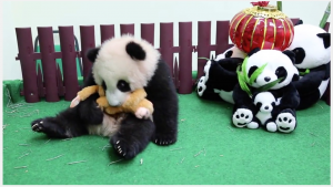 Zoo Negara Malaysia's cub celebrates Lunar New Year