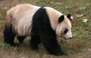 Megan Owen's update on the San Diego Panda Family