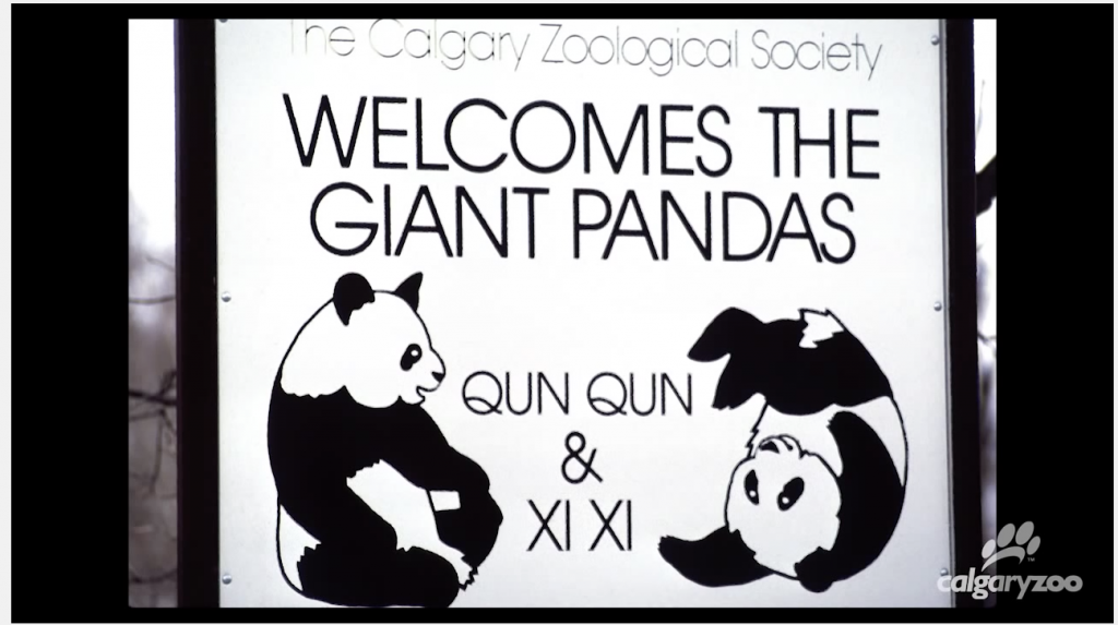 PANDAMAGIC QUN QUN XI XI CALGARY ZOO