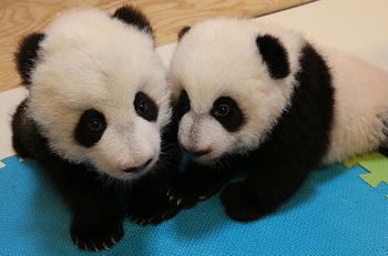 Sex of Toronto Zoo Giant Panda Twins