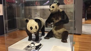 Shao Shao & Chu Lin on display at Madrid's Natural History Museum