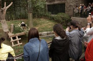 Ai Bao & Le Bao make their debut at Everland's Panda World