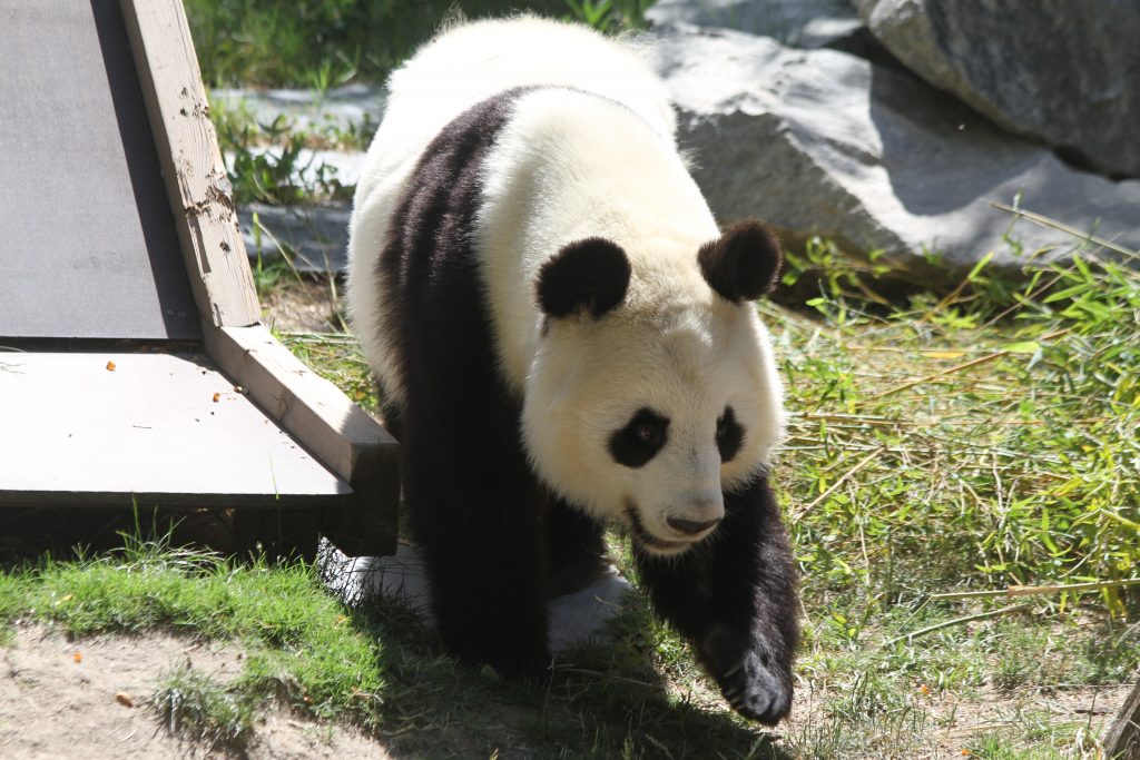 2015 07 02 Zoo Madrid - Hua Zui Ba & Xing Bao 015