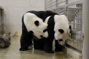 Giant Panda Breeding Season in Singapore
