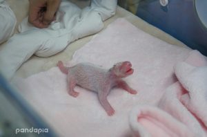 Ai Bang gave birth to the first panda cub of 2016