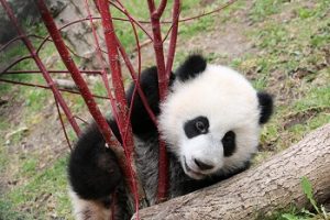 Jia Panpan and Jia Yueyue have been introduced to the outdoors