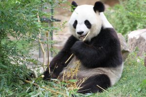 First Giant Panda Artificial Insemination in France