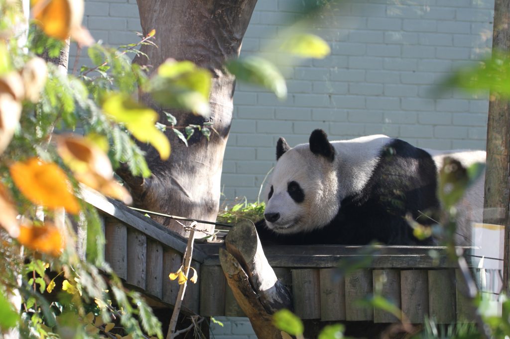 Edinburgh Zoo - Yang Guang PANDA UPDATE