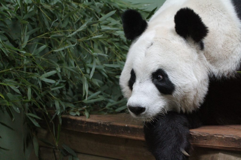 Edinburgh Zoo - Tian Tian POO