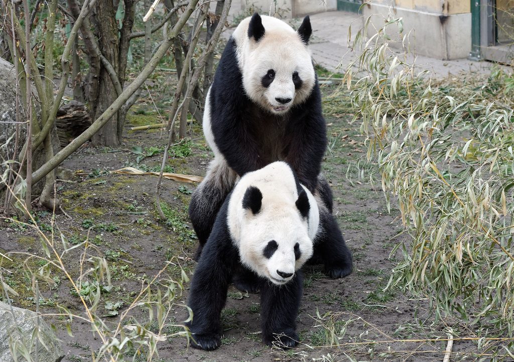 Yang Yang & Long Hui - mating Zoo Vienna 2016