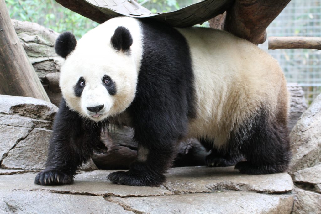 San Diego Zoo - Bai Yun SPRING 2016