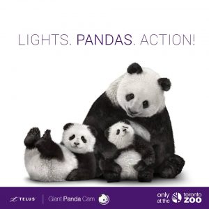 TORONTO ZOO ANNOUNCES LAUNCH OF CANADA'S FIRST GIANT PANDA CAM