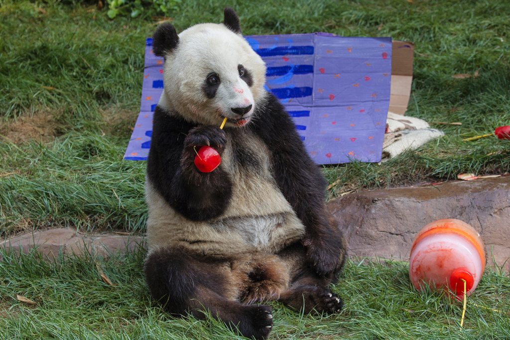 Xiao Liwu's fourth birthday