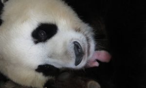 Hua Zui Ba gave birth to a female cub