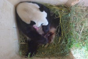 Yang Yang gives birth to a cub