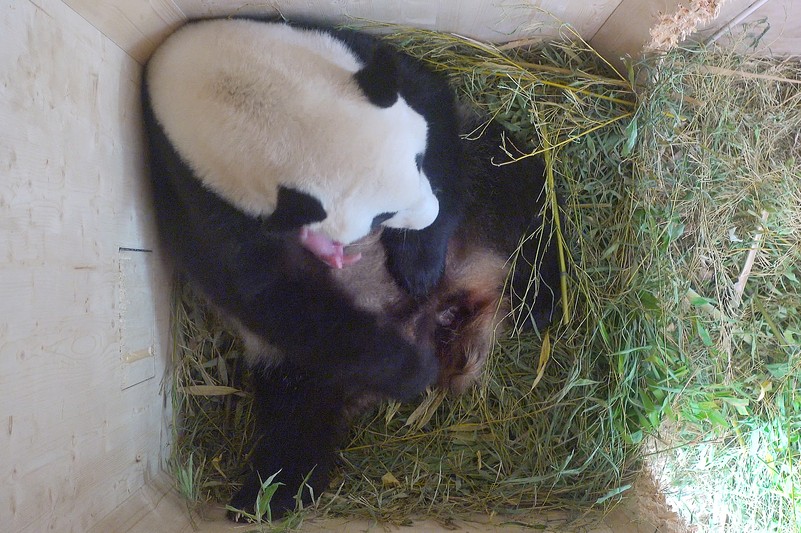 Panda Cub Vienna 2016