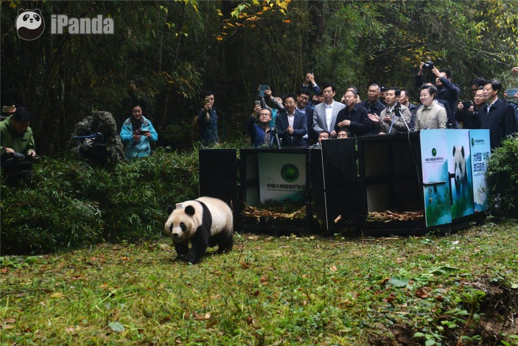 Giant Panda Reintroduction 2016