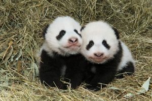Austrian twins named Fu Feng & Fu Ban