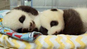 The newest giant panda twins at Zoo Atlanta are both female