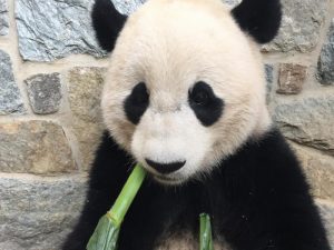 A New Treat for Bao Bao: Corn Stalks!