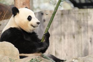 Bao Bao will move to China in 2017