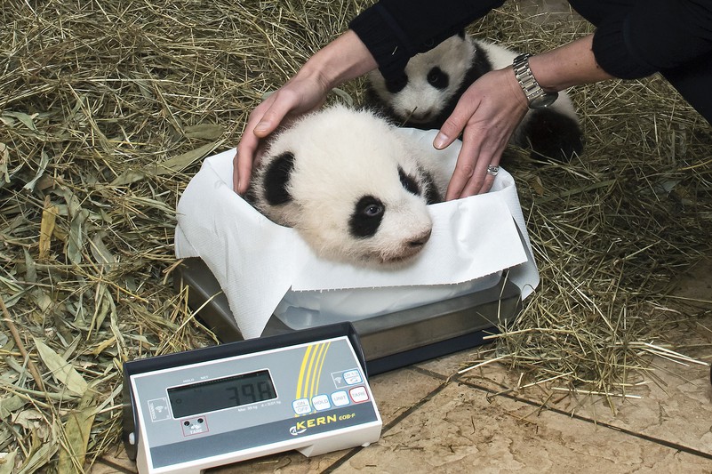 pandas_tgs_zupanc_19_ausschnitt_animal_detail_801