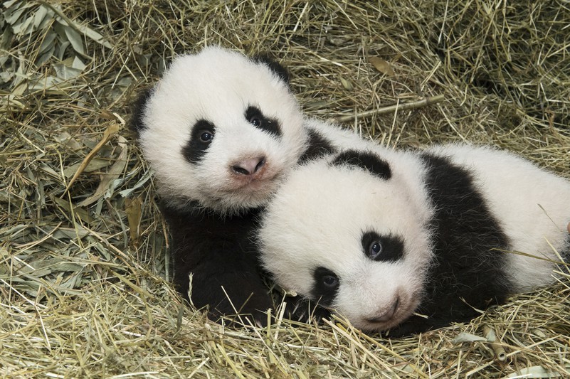 pandas_tgs_zupanc_26_animal_detail_801