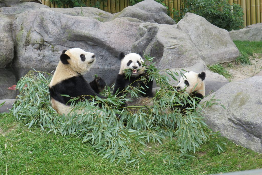 Calgary Zoo Unveils Giant Panda Habitat