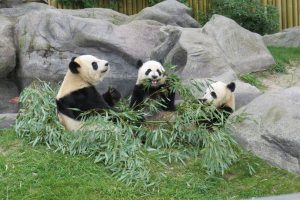 Calgary Zoo unveils Giant Panda Habitat