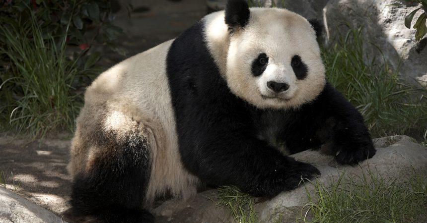 Panda Politics: What a Panda-Less DC Says About US Relations With China -  Washingtonian