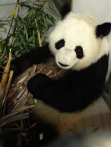 Giant Panda Lun Lun is expecting!