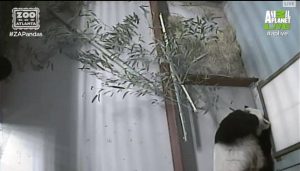 Zoo Atlanta Prepares For Birth Panda Cubs