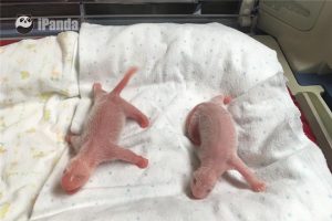 First Twins In The U.S In 2016.
