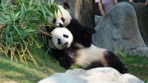 Ocean Park’s pandas get some privacy for mating season