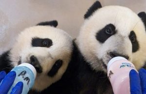 Toronto Panda Cubs Are Learning To Eat Bamboo