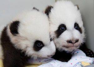 Atlanta Zoo Panda Cubs Finally Have Their Names