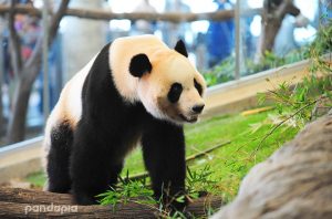 Three giant pandas are going home to Japan