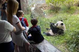 Saving the Iconic Giant Panda