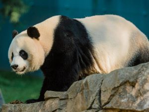 Smithsonian's National Zoo and Conservation Biology Institute Scientists Artificially Inseminate Giant Panda Mei Xiang