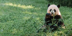 Mei Xiang is Showing Signs of Estrus