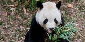 Giant Panda Breeding Season is Almost Here!