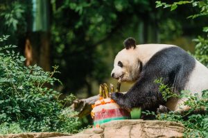 Smithsonian’s National Zoo Celebrates Giant Panda Bei Bei’s First Birthday