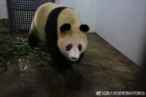 Sad news: wild born female Su Su died