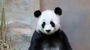 Panda Watch Ends: Mourning in Chiang Mai as panda Lin Hui loses her baby
