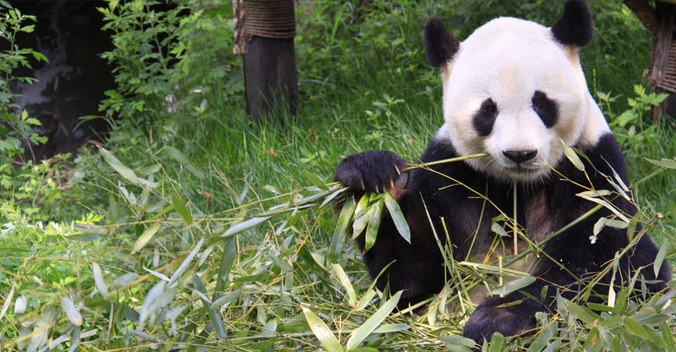 giant pandas in the wild