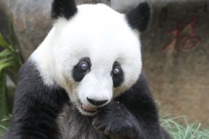 World's oldest giant panda Basi died