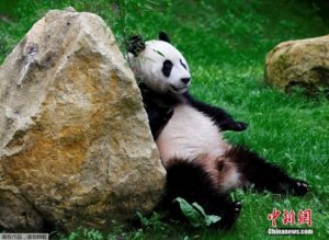 Giant pandas Wu Wen, Xing Ya may appear on Dutch soccer fields